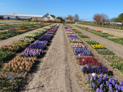 Highlighted image: Hyacinth Show Garden